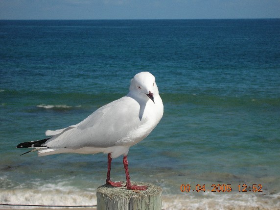 Bird.JPG